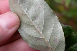 Photo of autumn olive, underside of leaf