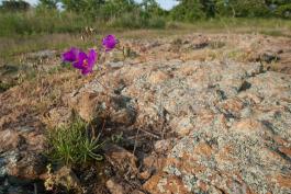 Photo of a rock pink blooming on chert glade at Wildcat Glades