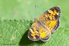 Photo of a pearl crescent