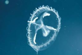Photo of freshwater jellyfish