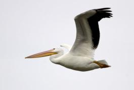Photograph of American White Pelican in flight