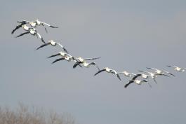 Photograph of American White Pelicans flying in formation