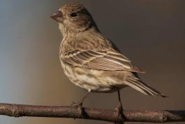 Photograph of a female House Finch