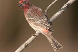 Photograph of a male House Finch with conjunctivitis
