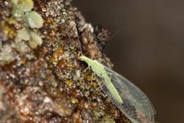 image of Green Lacewing clinging to rock