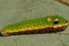 image of Spicebush Swallowtail Caterpillar on leaf