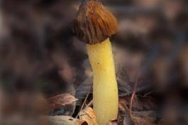 Photograph of a half-free morel mushroom