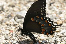 image of Spicebush Swallowtail, wings folded