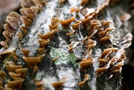 Side view photo of many false turkey tail bracket fungi growing on log