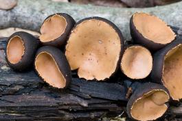 Photo of cluster of hairy rubber cup mushrooms, cup fungi with orangish centers
