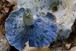 Photo of indigo milky, bluish gilled mushroom, with cuts bleeding blue sap