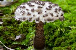 Photo of an old man of the woods, a grayish, pored mushroom with a shaggy cap