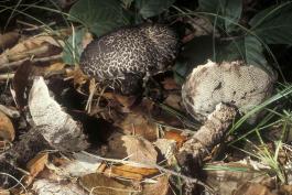 Photo of several old man of the woods mushrooms at different angles,