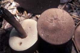 Photo of violet-gray bolete, purplish capped mushroom with pores beneath cap