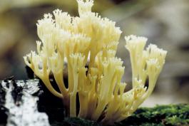 Closeup photo of crown-tipped coral, a whitish, branching mushroom, on a log