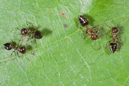 Acrobat ants on a leaf