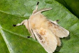 image of a Black-Waved Flannel Moth resting on a leaf