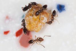 image of Odorous House Ants