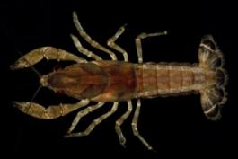 Photo of a shield crayfish, also called a ditch fencing crayfish.