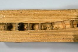 Photo of eastern carpenter bee nest, cutaway to show chambers