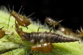 Green lacewing larva eating aphids