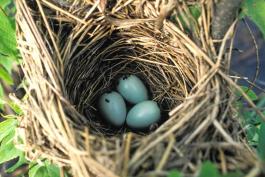 Photo of red-winged blackbird nest with eggs