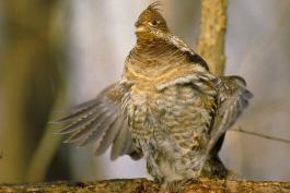 Photo of male ruffed grouse performing booming display