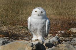 Photo of a snowy Owl on standing on a rock.