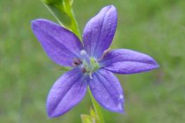 Photo of clasping Venus' looking glass, a blue wildflower