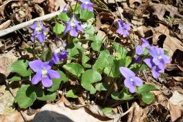Photo of common violet plant with flowers
