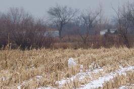 Photo of a snowy owl standing amid ice-covered corn stubble.