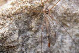 Photo of female crane fly clinging to rock surface