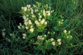 Photo of New Jersey tea, a small shrubby prairie plant, in flower
