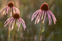 Photo of three pale purple coneflowers backlit in the sun