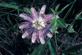 Photo of blooming passionflower