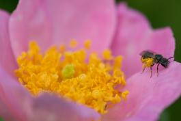 Photo of prairie rose blossom closeup showing pink petals and man yellow stamens