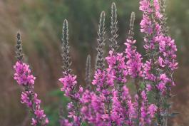 Photo of purple loosestrife flowering stalks showing purple flowers
