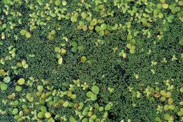 Photo of various duckweeds and watermeal on water surface