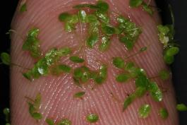 Photo of several least duckweed plants stuck to a person's fingertip