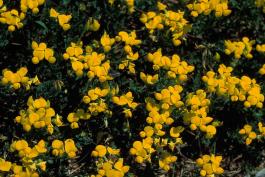 Bird’s-foot trefoil plant with flowers