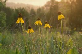 Photo of yellow coneflowers in a prairie at dawn