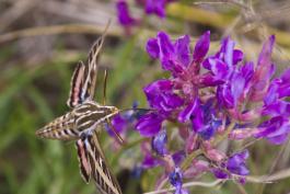 A white-lined sphinx moth sips nectar from a purple locoweed flower