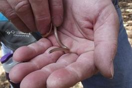 Photo of a flat-headed snake held in someone’s hands