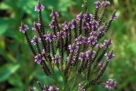 Photo of blue vervain blooming flower spikes.
