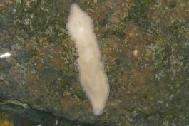 Photo of a pink planarian on a grayish rock, head at bottom of picture.