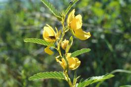 Photo of showy partridge pea plant showing flowers, leaves, and young fruits.