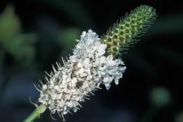 Photo of white prairie clover flowerhead.