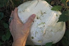 Photo of giant puffball mushroom, with hand for scale.