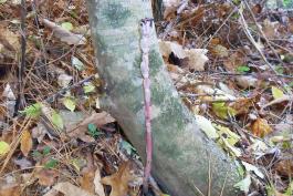 Photo of an Indian pipe plant growing next to a tree.