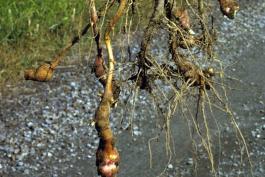 Photo of uprooted Jerusalem artichoke plant showing tubers at rhizome tips.